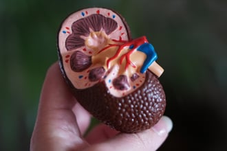 A scale model of a kidney