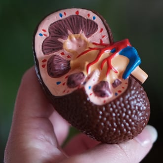 A scale model of a kidney